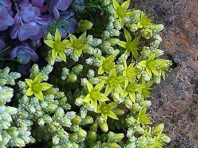 Почвопокровные растения: цветущий все лето ковер с фото