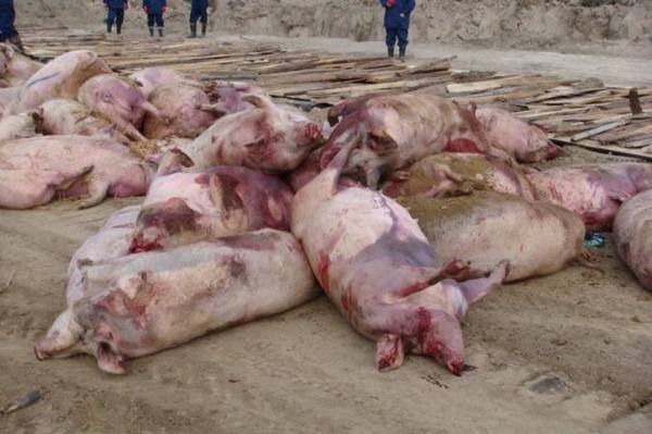Признаки и методы передачи африканской чумы свиней (АЧС) с фото
