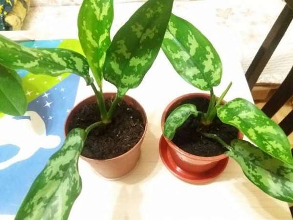 Выращиваем дома пестролистную аглаонему: особенности посадки растения - фото