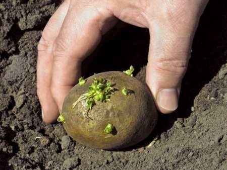 Агротехника выращивания картофеля - фото