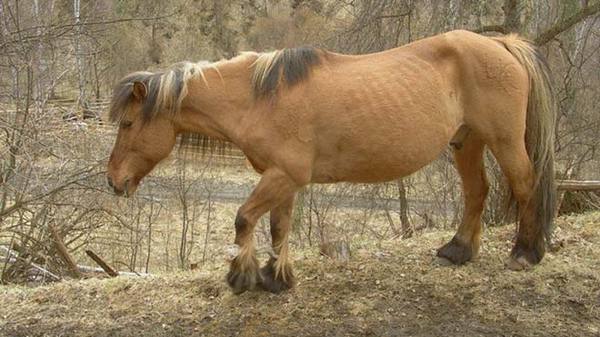 Вся информация по Алтайской породе лошадей с фото