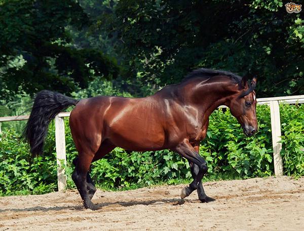 Английская чистокровная верховая лошадь - быстрый и гордый скакун - фото