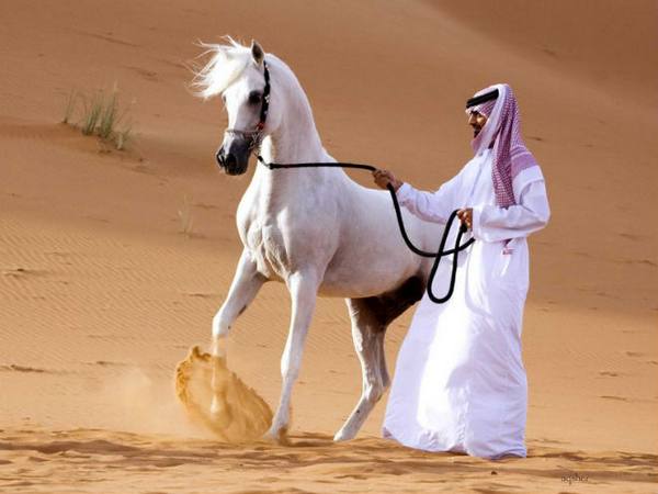 Арабская лошадь: все о породе и ее особенностях - фото