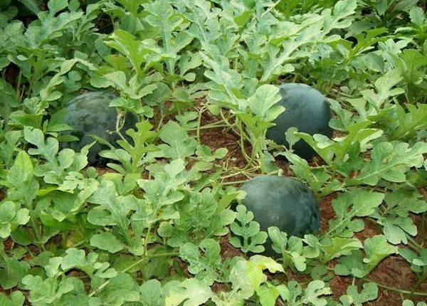 Особенности выращивания раннеспелого арбуза Шуга Бейби - фото