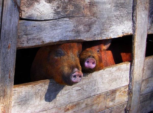 Профилактика инфекционных и паразитических недугов свиней: в копилку свинов ... - фото