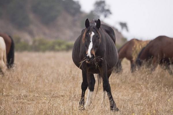 Тайна рождения лошади: все о жеребости и родах кобыл - фото
