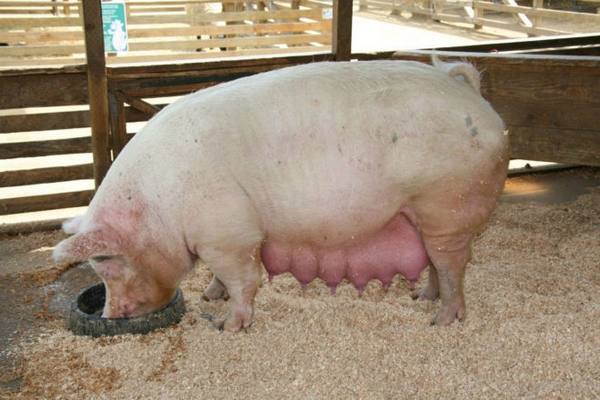 Как проходит беременность у свиней - фото