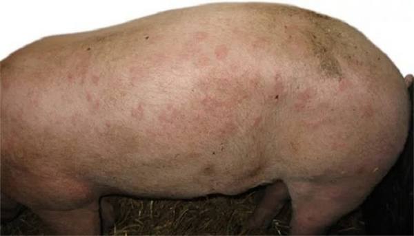 Симптомы и лечение болезни Ауески у свиней и поросят с фото