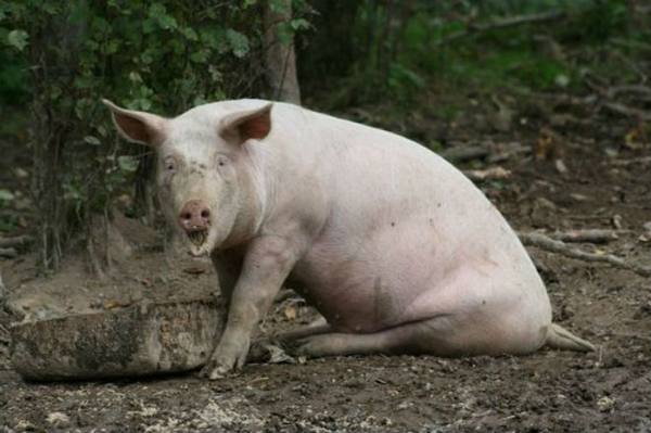 Как проявляется болезнь Тешена у свиней с фото