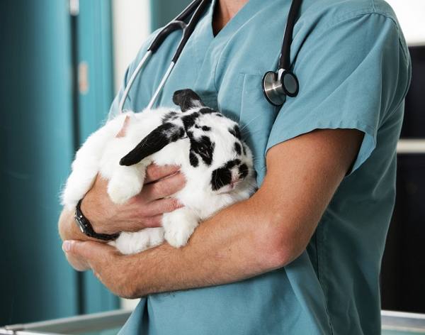 Основные болезни кроликов, их симптомы и лечение - фото