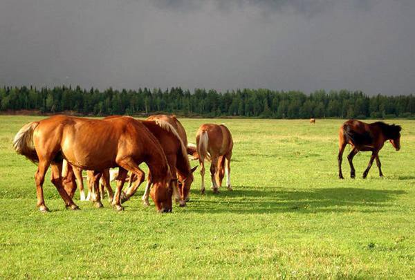Какие болезни бывают у лошадей и как правильно их лечить - фото