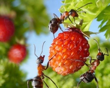Борьба с муравьями на дачном участке: самые лучшие методы - фото