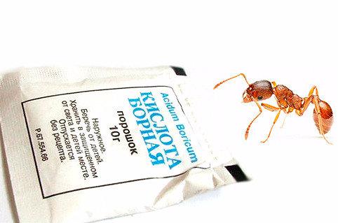 Применение на даче борной кислоты: как избавиться от муравьев в огороде - фото