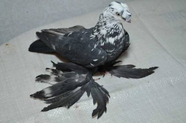 Виды бойных голубей и их обзор - фото