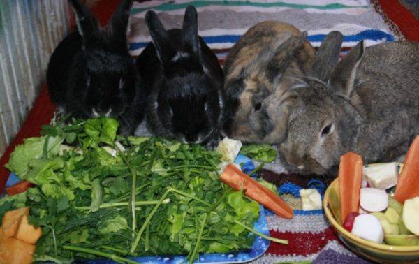 Что же едят ушастые звери - кроли? - фото