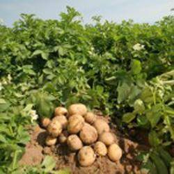 Чем отличается выращивание раннего картофеля от других сортов - фото