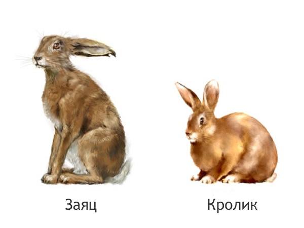 Кролик или заяц: а в чем отличие? с фото