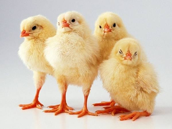Мир и покой в курятнике - что делать, когда цыплята клюют друг друга с фото