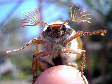 Что едят майские жуки? с фото