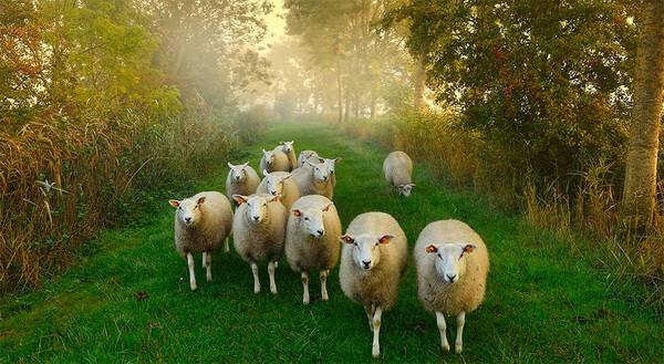 Рацион овец и ягнят: полное руководство по кормлению животных - фото
