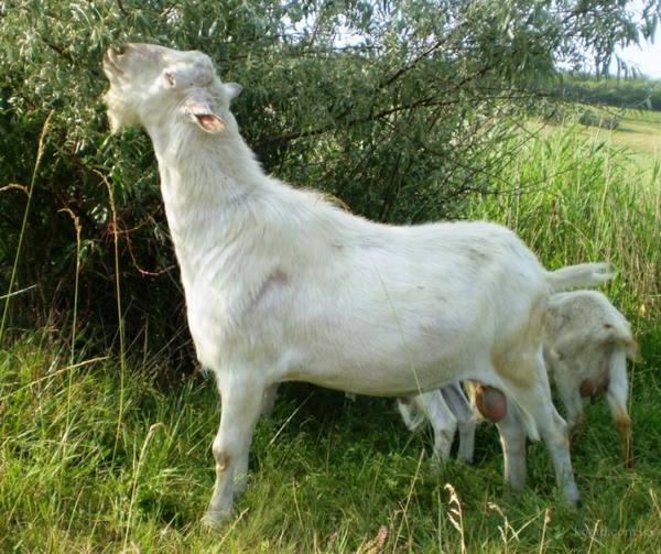 Кормление козы - основные принципы и полезные советы - фото