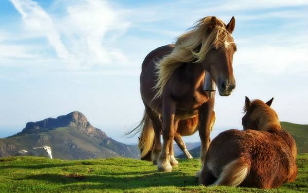 Иппология - наука о лошадях с фото