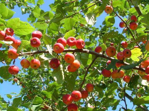 Яблоки ранетки: описание, особенности, выращивание - фото