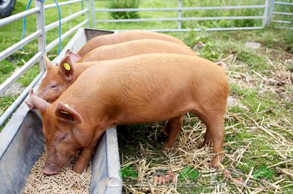 Что едят и чем кормить свиней в условиях домашнего хозяйства - фото