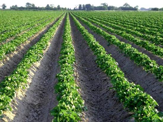 Действенная технология выращивания картофеля семенами с фото