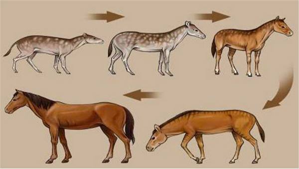 Какими были дикие предки современных лошадей с фото