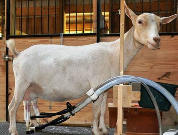 Разбираемся в устройстве доильного аппарата для коз и собираем своими усилиями с фото
