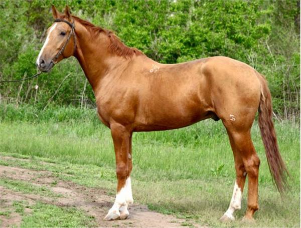 Вся информация и описание донской породы лошадей - фото