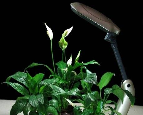 Искусственное освещение для растений: виды ламп и их установка с фото