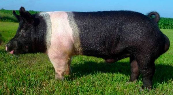 Описание и характеристики гемпширской породы свиней - фото