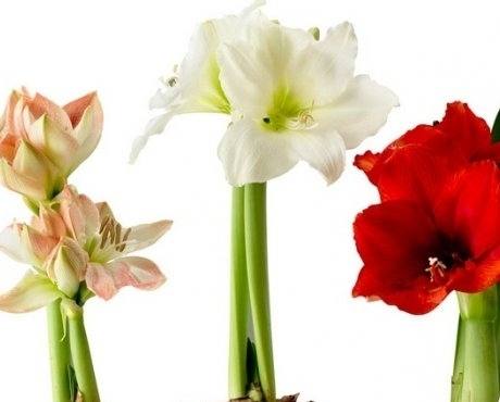 Гиппеаструм комнатный: как ухаживать после цветения? - фото
