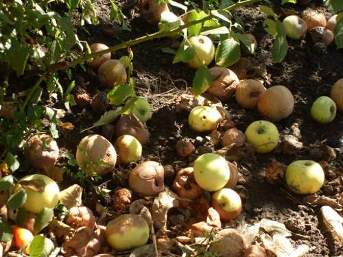 Гнилые яблоки как удобрение для малины и клубники - фото