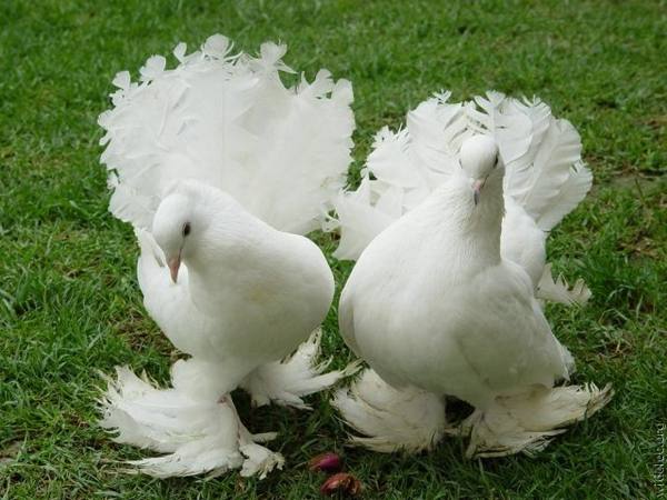 Описание и разведение голубей породы «Павлин» - фото