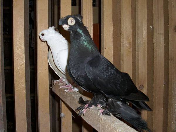 Оригинальная порода голубей - Турманы с фото