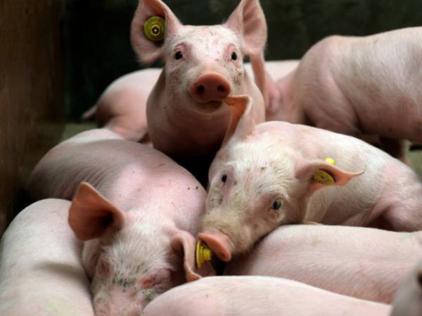 ТОП-5 страшных инфекционных заболеваний свиней: предупрежден - значит воору ... - фото