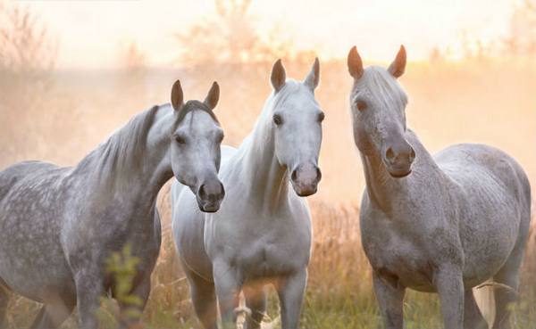 Все интересные факты о лошадях с фото