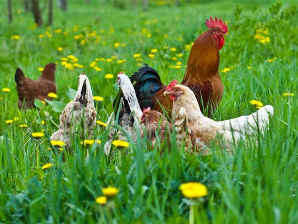 Как защитить курицу от вшей: основы лечения и профилактики с фото