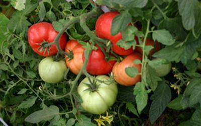 Как часто поливать помидоры и как правильно за ними ухаживать с фото
