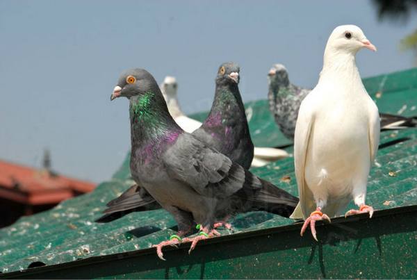 Методы избавления от надоедливых голубей-вредителей с фото