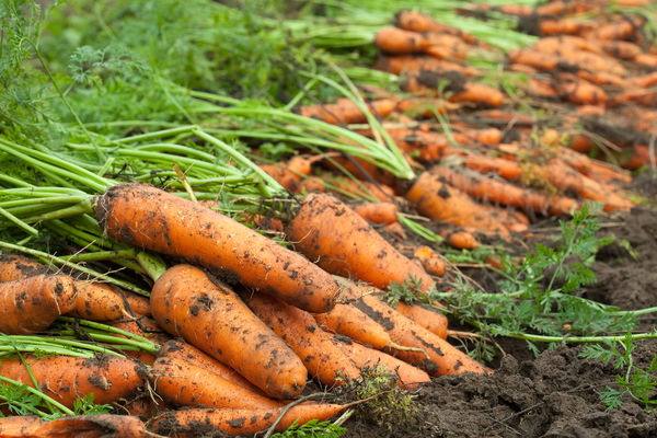 Как хранить морковь на зиму  советы бывалой хозяйки с фото