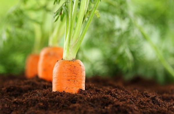 Как поливать морковь: нормы и ошибки - фото