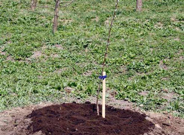 Как правильно посадить дерево яблони в саду - фото