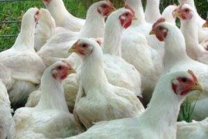 Цыплята-бройлеры: как и чем кормить молодых птиц с фото
