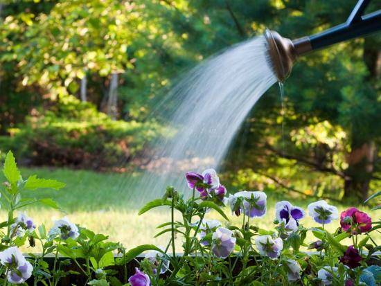 Как правильно поливать цветы: основные правила с фото