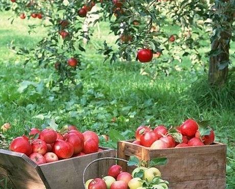 Cоветы садоводам: как правильно посадить яблоню в саду - фото