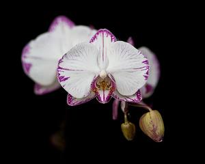 Уход за орхидеями во время и после цветения - фото